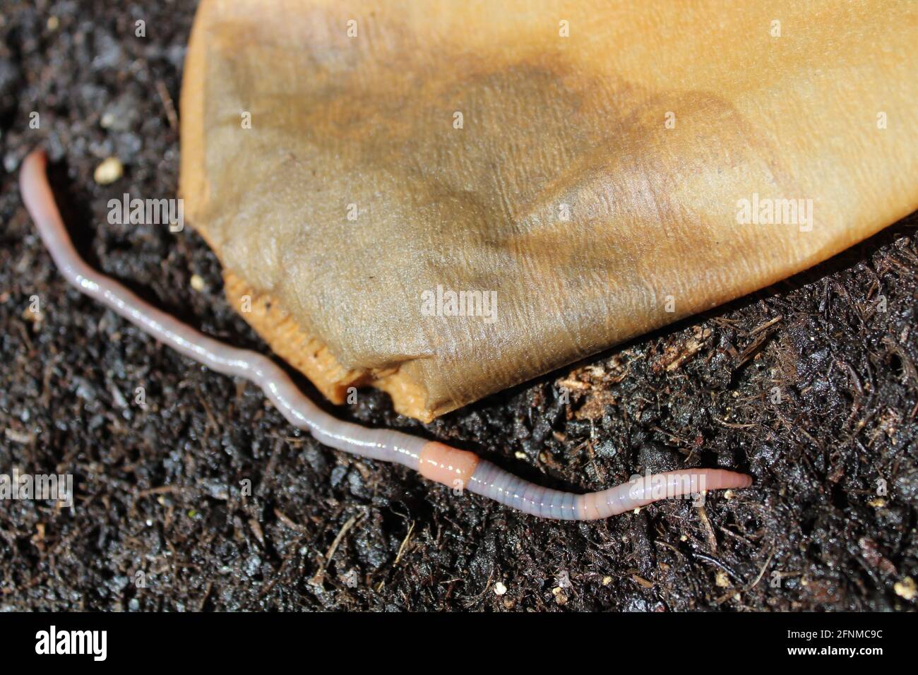 an earthworm and a coffee filter Stock Photo