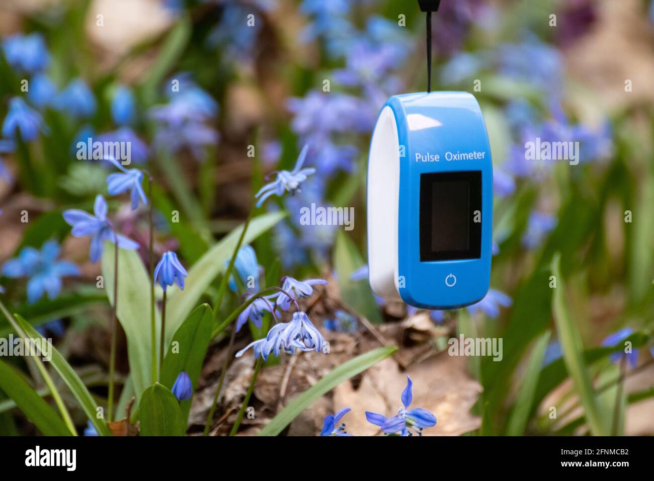 Pulse oximeter outdoors close-up with spring blue scilla flowers ...