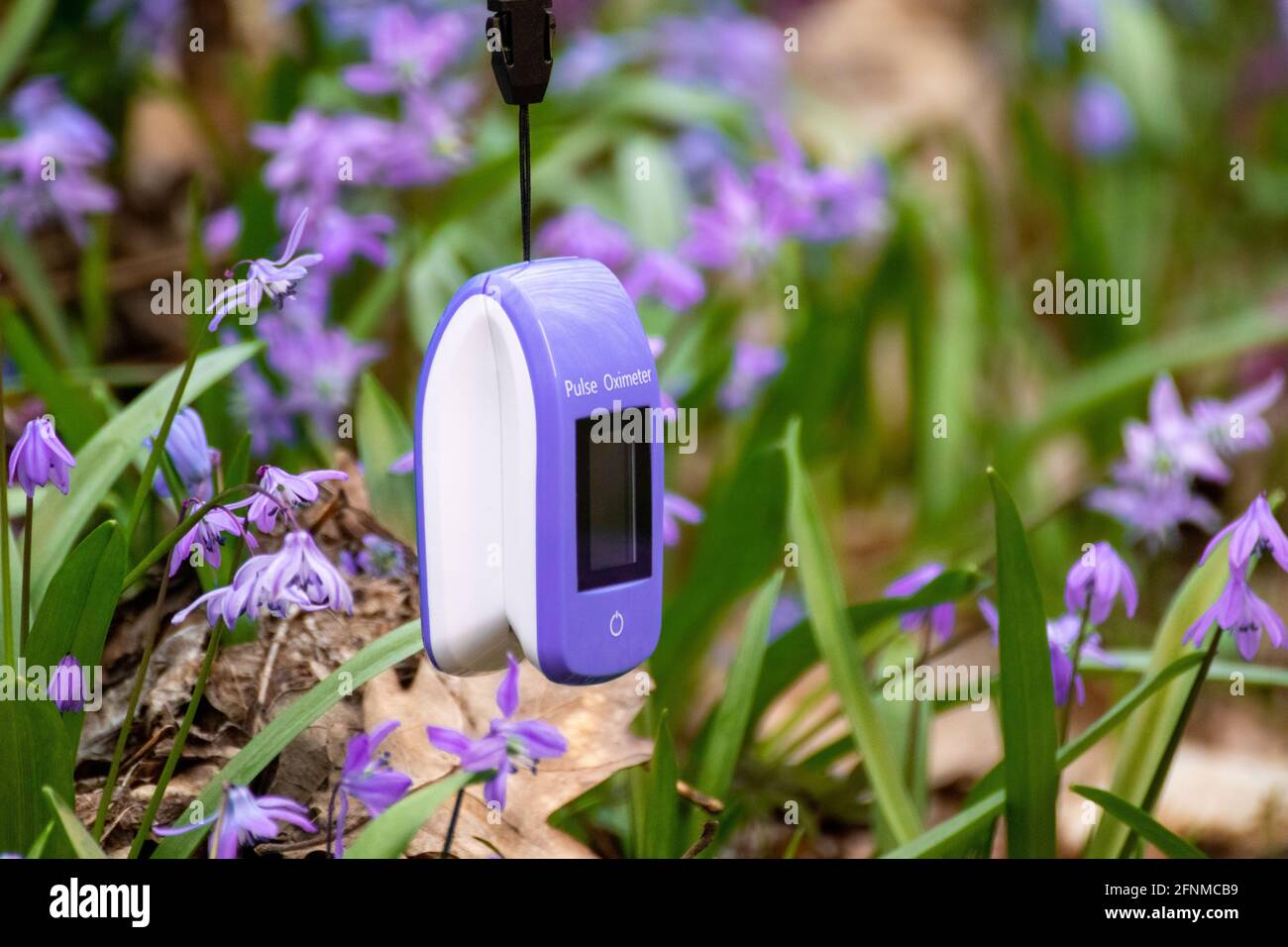 Pulse oximeter outdoors close-up with spring purple scilla flowers ...