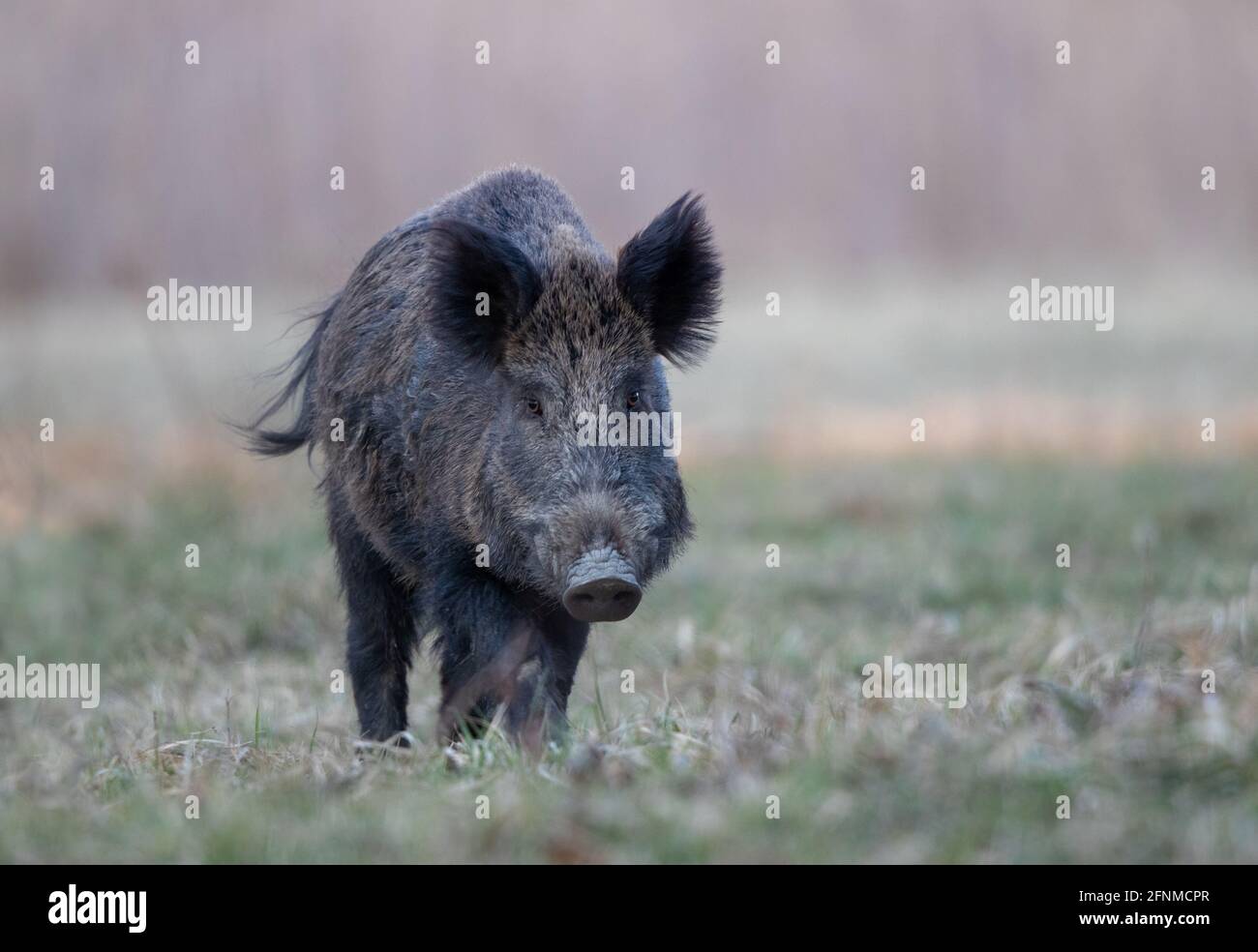Wild boar (sus scrofa ferus) walking in forest and looking at camera. Wildlife in natural habitat Stock Photo