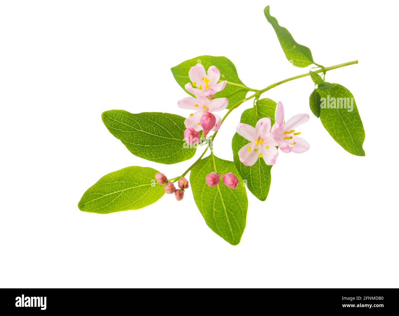 Branch with small light pink  flowers of  Honeysuckle (Tatarian Honeysuckle) isolated on white background. Selective focus. Stock Photo