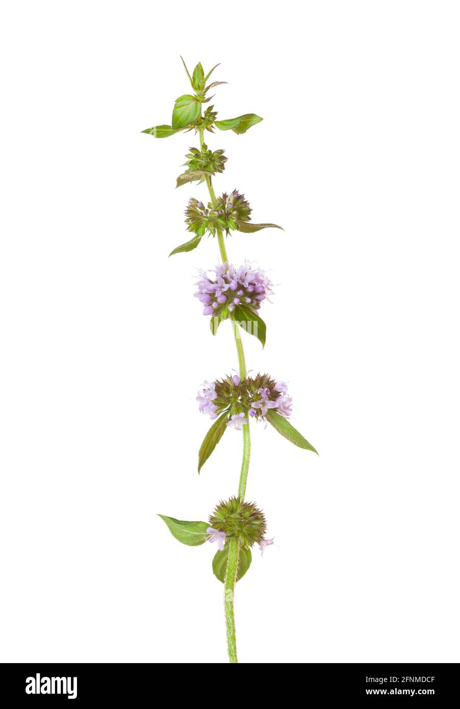 Sprig  of Mentha arvensis (Field Mint or Wild Mint) with  tiny flowers  isolated on white background. Selective focus. Stock Photo