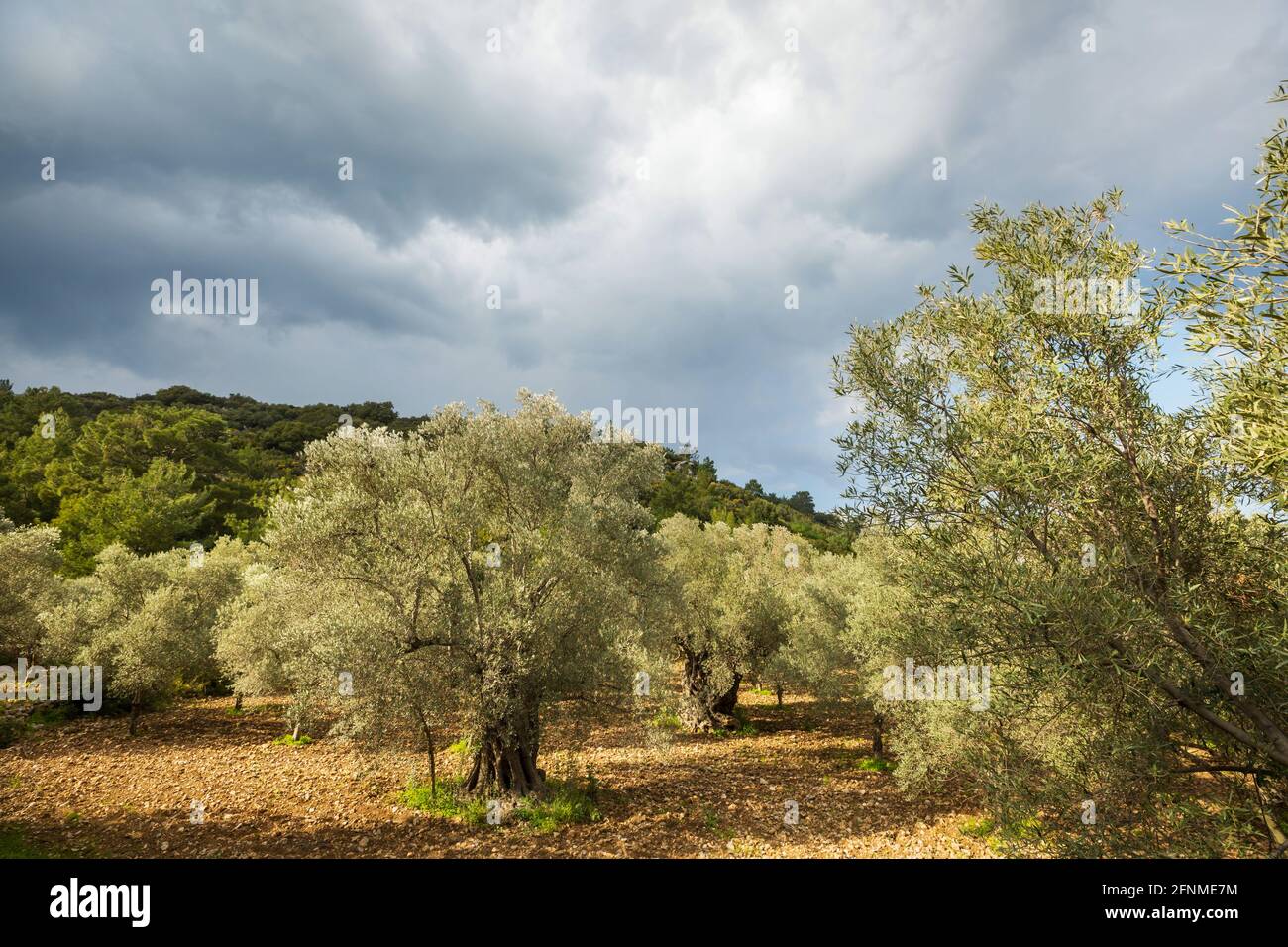 Olive trees in Turkey mountains Stock Photo