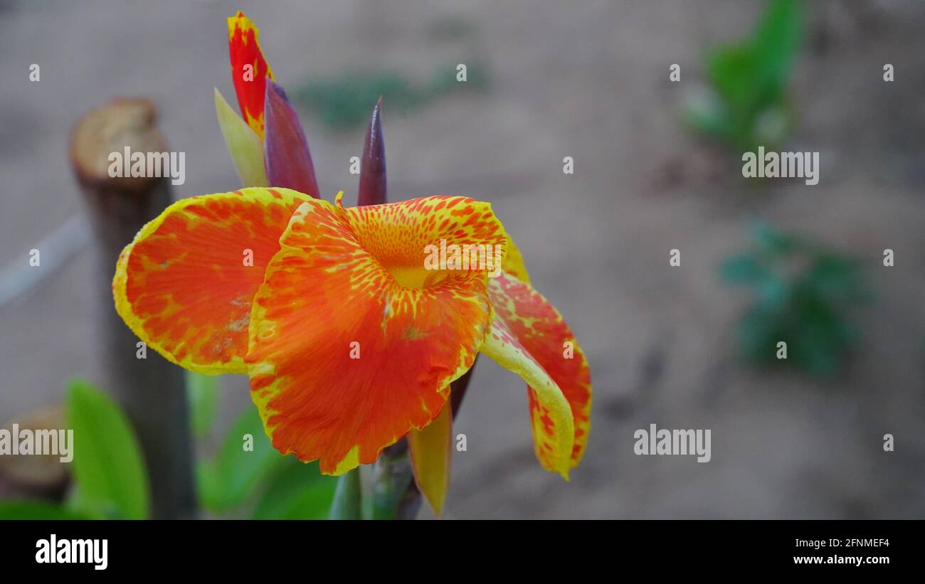 Close up, Cannas are large-flowered, herbaceous garden plant in the family Cannaceae. Stock Photo