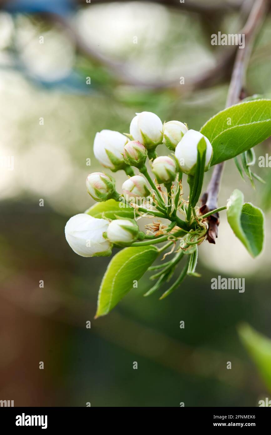 white young flowers of apple and cherry Stock Photo