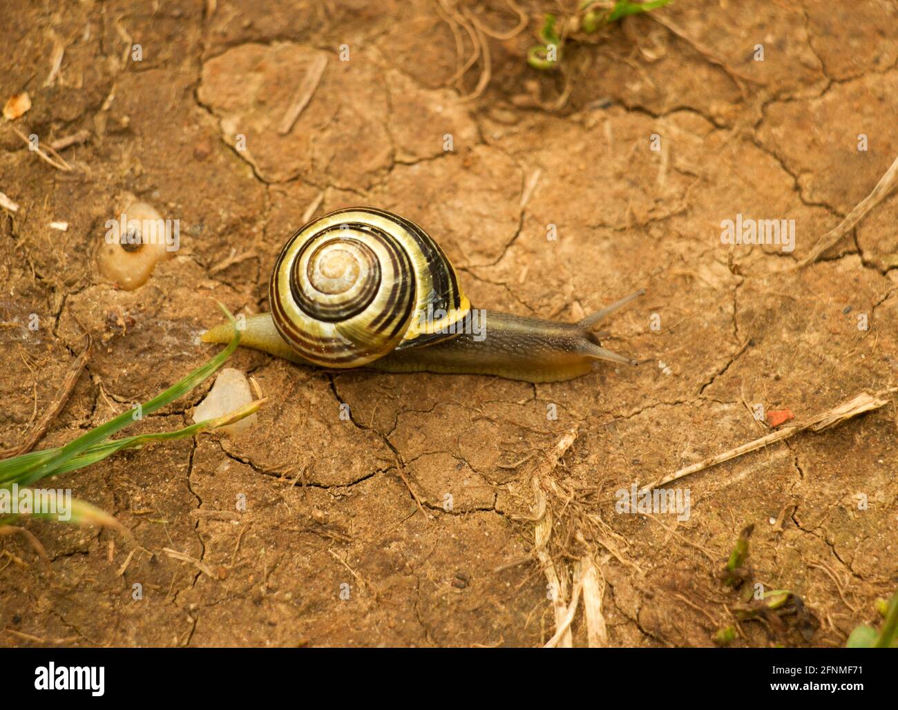 Hermaphrodites hires stock photography and images Alamy