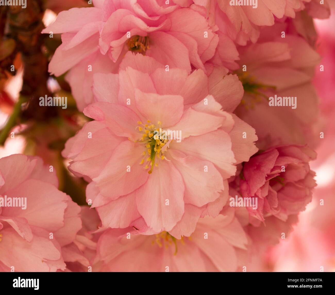 The profuse blossoms of the Japanese Cherry is a popular spring