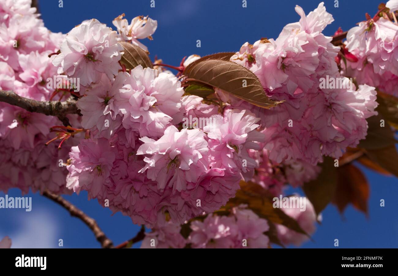 The profuse blossoms of the Japanese Cherry is a popular spring