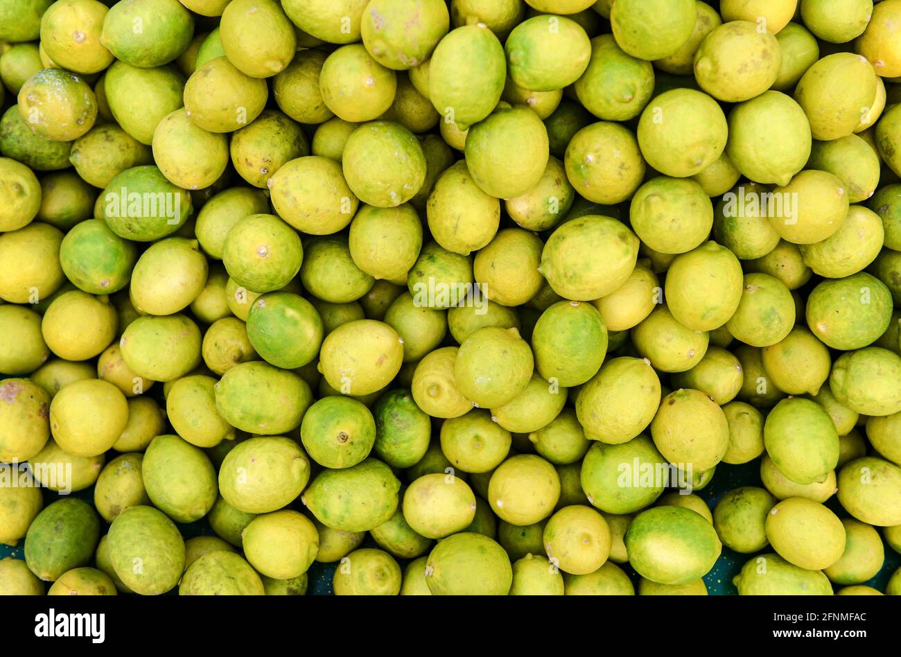 The lemon is a species of small evergreen tree in the flowering plant family Rutaceae Stock Photo