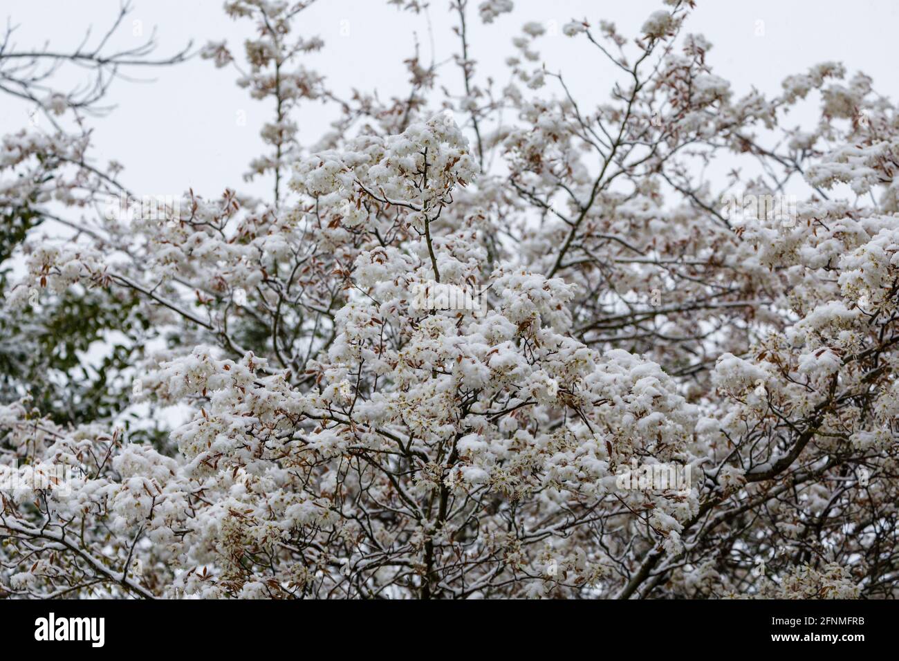 Amelanchier lamarckii blossom on a tree in a garden in Surrey, south-east England after unseasonal late mid-April snow and low temperatures Stock Photo