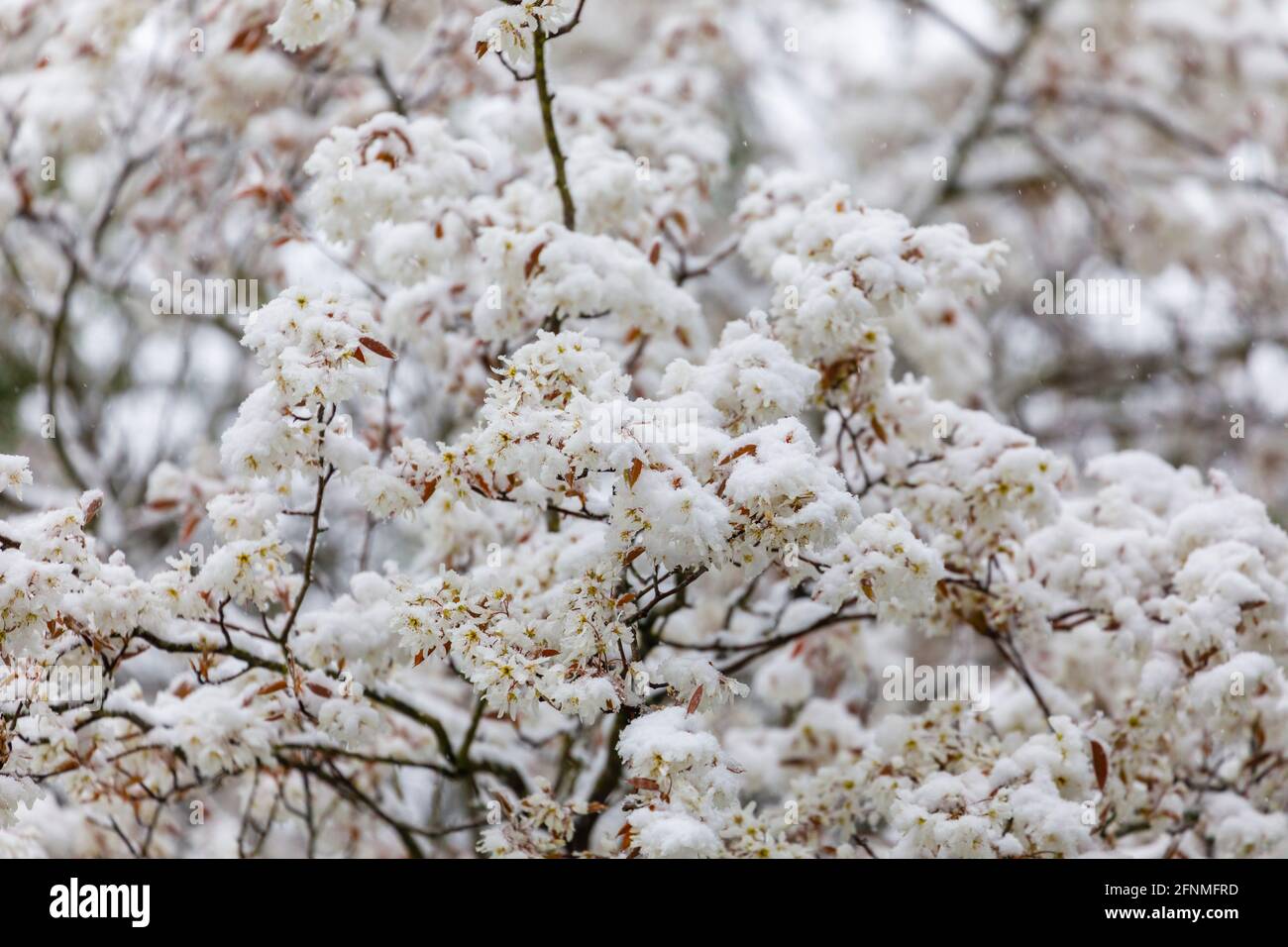Amelanchier lamarckii blossom on a tree in a garden in Surrey, south-east England after unseasonal late mid-April snow and low temperatures Stock Photo