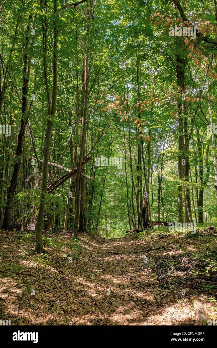 footpath through ancient beech forest in dappled light. beautiful ...