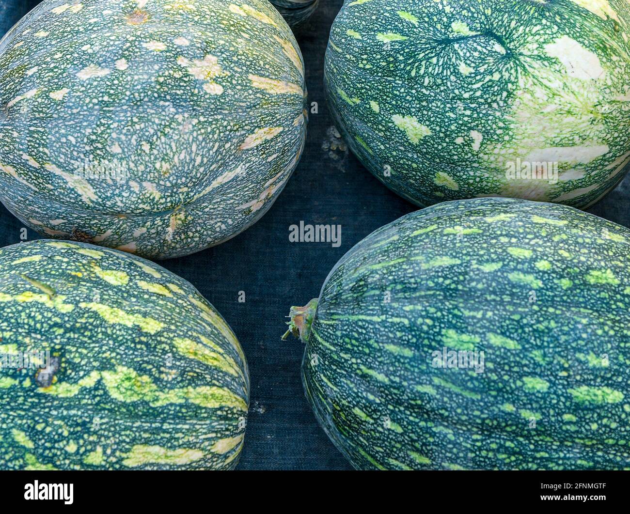 Ash Gourd Kumhada is known as petha and also as kushmand. In english it is known as ash gourd. Stock Photo