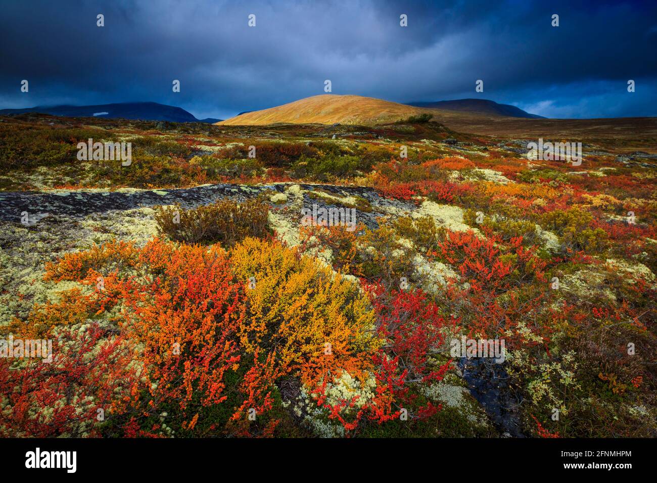 Sunlit mountain and striking autumn colors in the open and vast landscapes in Dovrefjell national park, Dovre kommune, Norway, Scandinavia. Stock Photo
