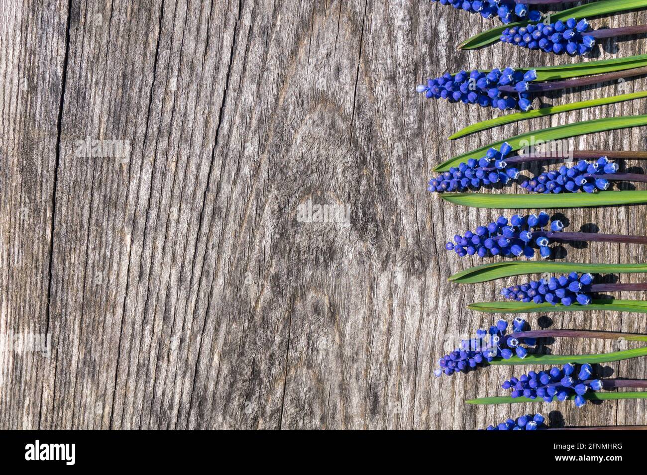 Blue grape hyacinth or Muscari flowers on old weathered wooden background with copy space. Early spring floral flat lay, top view for cards and banner Stock Photo