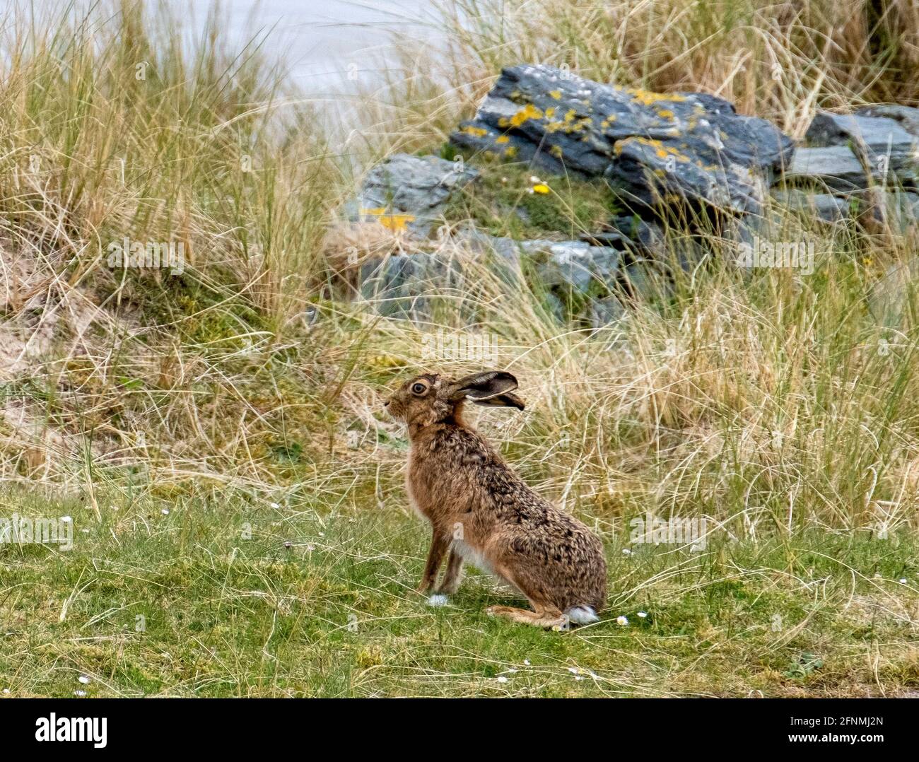 Brown Hare Ardnave Point Islay, Inner Hebrides, Scotland, UK. Stock Photo