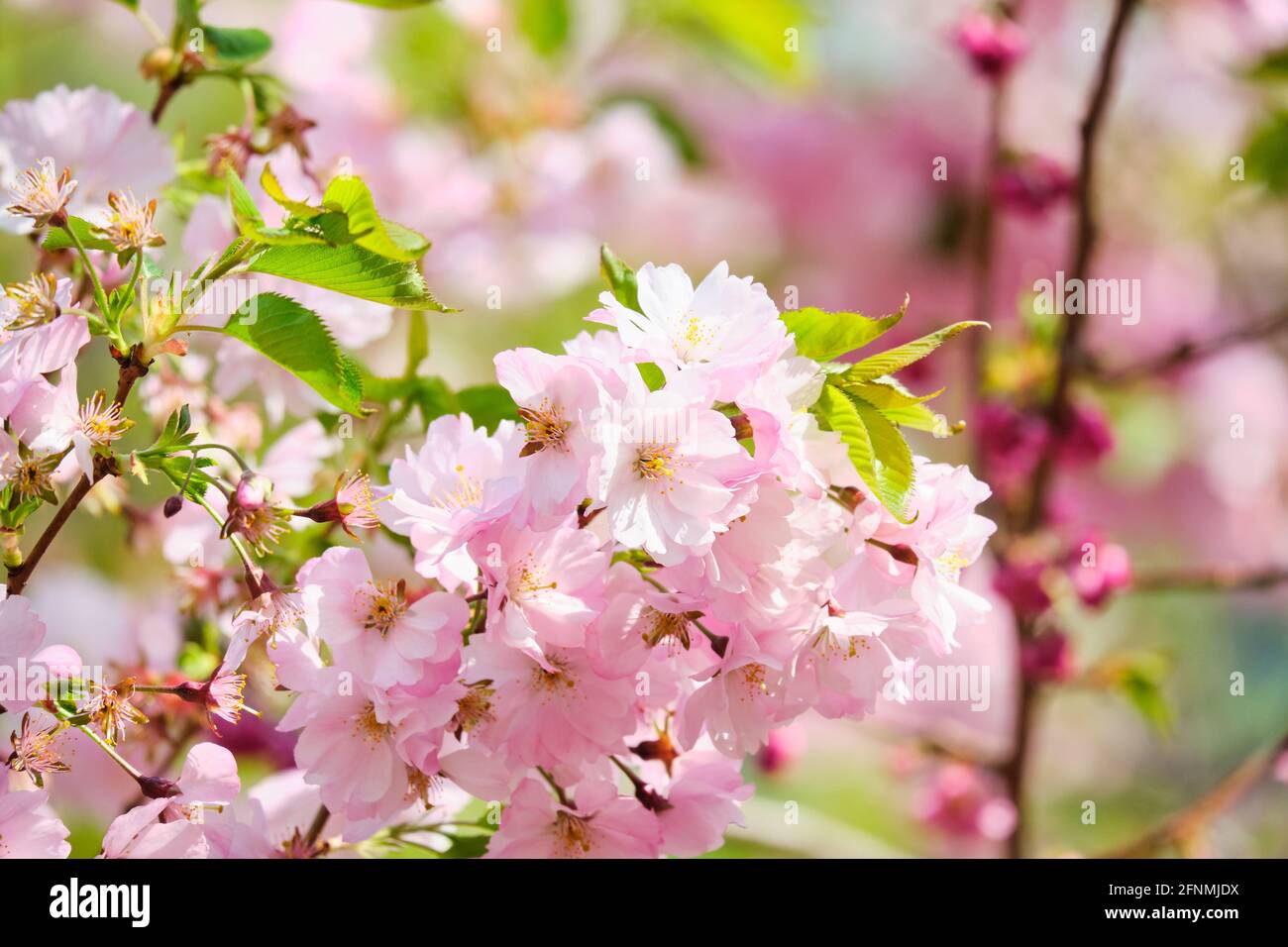 Branch cherry blossom close hi-res stock photography and images - Alamy