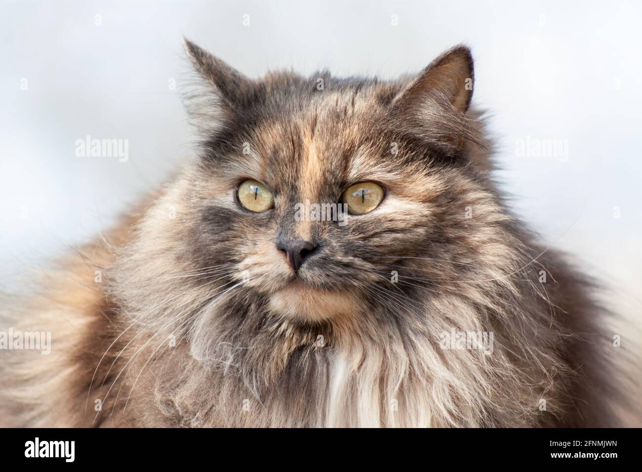 Portrait of a fluffy three colored grey, ginger and white cat with yellow eyes outdoor. Serious long haired big adult female cat on blue background Stock Photo