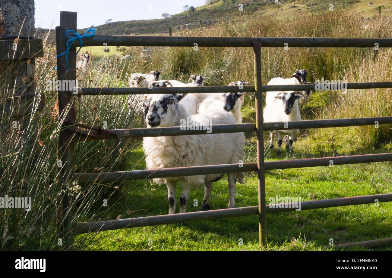 Scottish black-faced sheep on hill farm, Scotland, behind field gate. Stock Photo