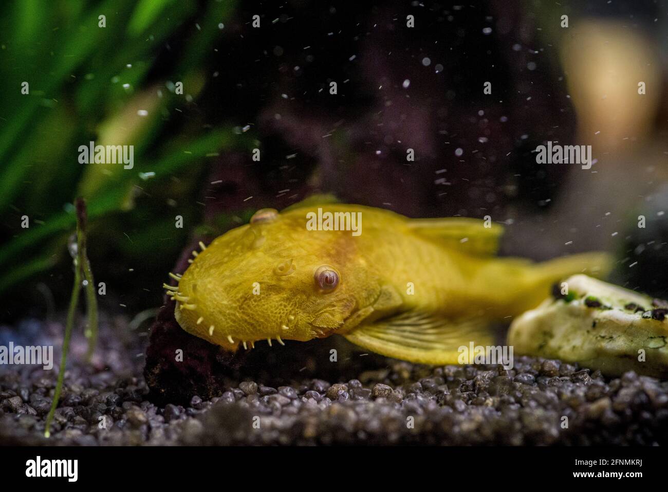 Closeup shot of an Ancistrus Gold fish swimming underwater Stock Photo