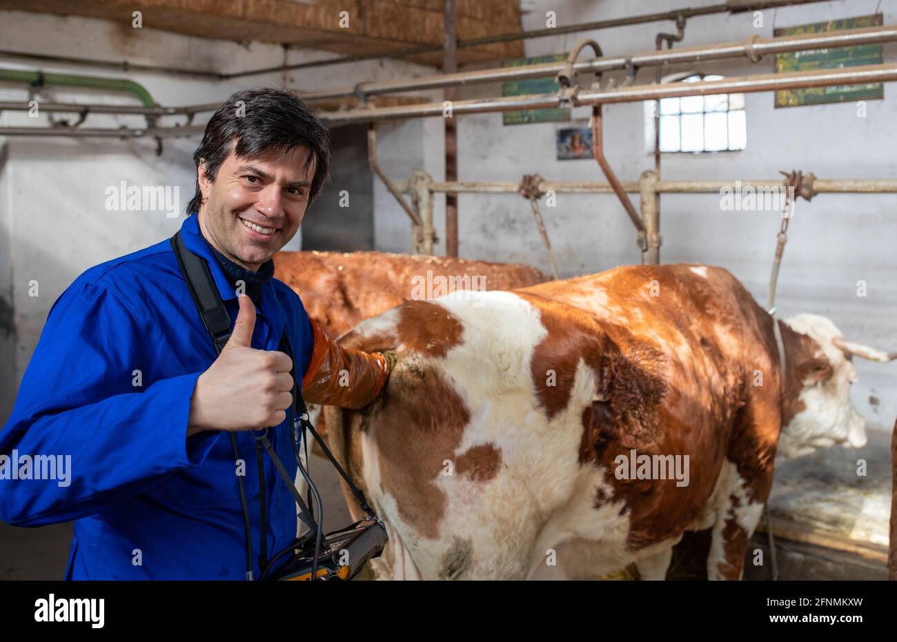 Veterinarian doing rectal examination of pregnant cow and showing ok sign Stock Photo