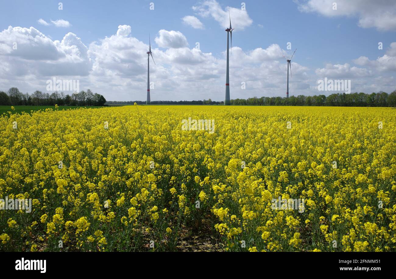 Two forms of alternative energy. Rapeseed for the production of a substitute for diesel oil. Wind turbines for electrical power generation. Stock Photo