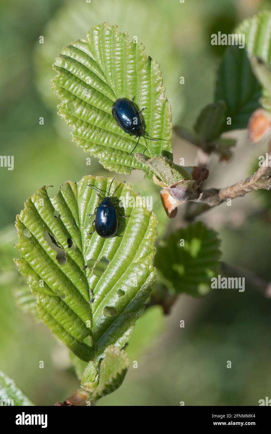 Adult alder beetles (Agelastica alni) feeding on young leaves of black alder (Alnus glutinosa) in spring, Berkshire, April Stock Photo