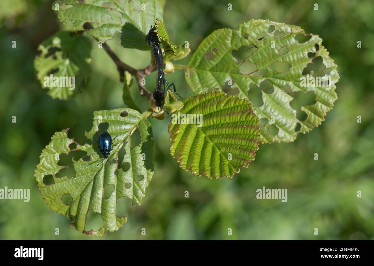 Adult alder beetles (Agelastica alni) feeding on young leaves of black alder (Alnus glutinosa) in spring, Berkshire, May Stock Photo