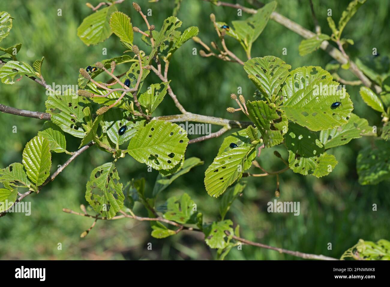 Adult alder beetles (Agelastica alni) feeding on young leaves of black alder (Alnus glutinosa) in spring, Berkshire, May Stock Photo