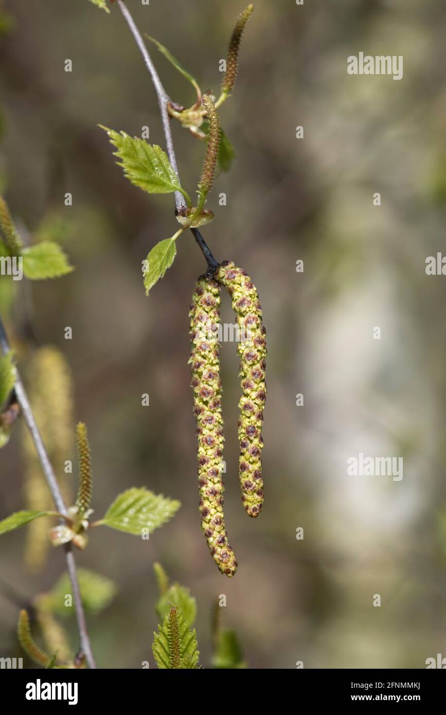 Male catkins of silver birch (Betula pendula) open and matire with young leaves and female catkins developing, Berkshire, March Stock Photo