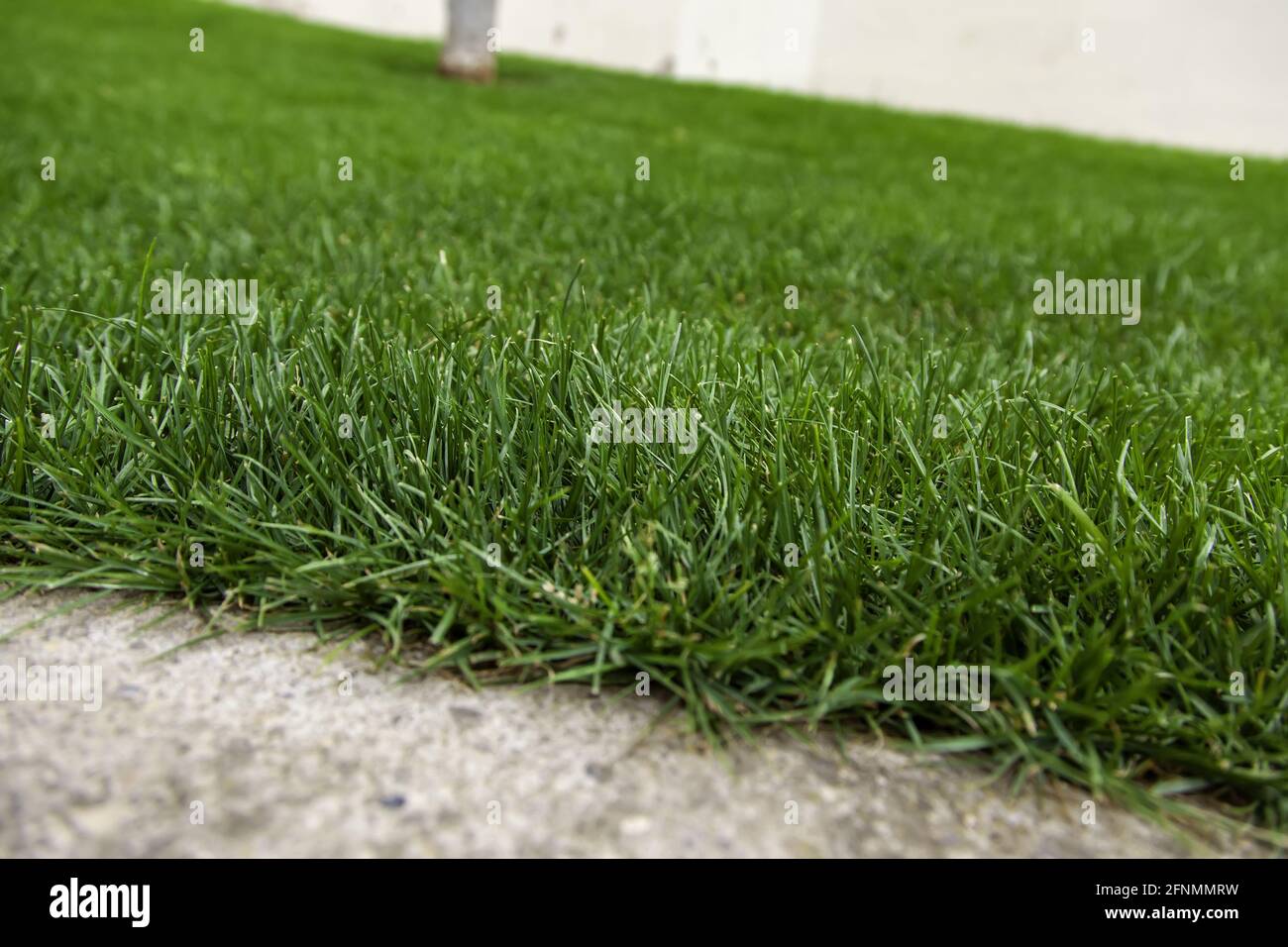 Natural grass in garden, details of nature, environment, landscape Stock Photo