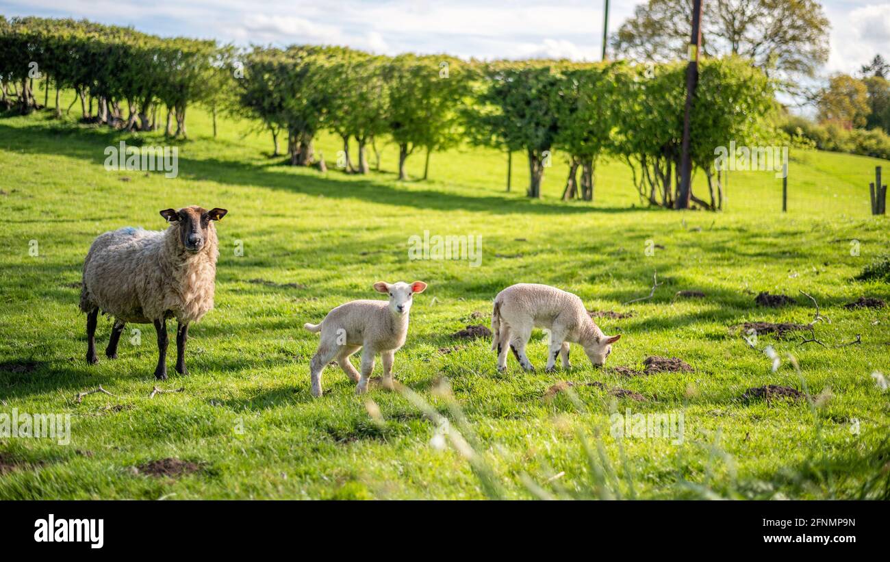 Sheep and lamb in the field in spring with yellow sunlight Stock Photo ...