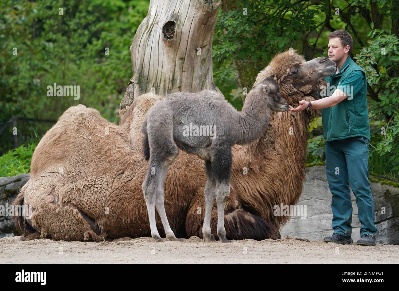 Hamburg, Germany. 18th May, 2021. District animal keeper Benjamin Krüger stands next to baby camel Silke and her mother Samira at Hagenbeck Zoo. The offspring of the Asian camel Samira was born on 2 May. Credit: Marcus Brandt/dpa/Alamy Live News Stock Photo
