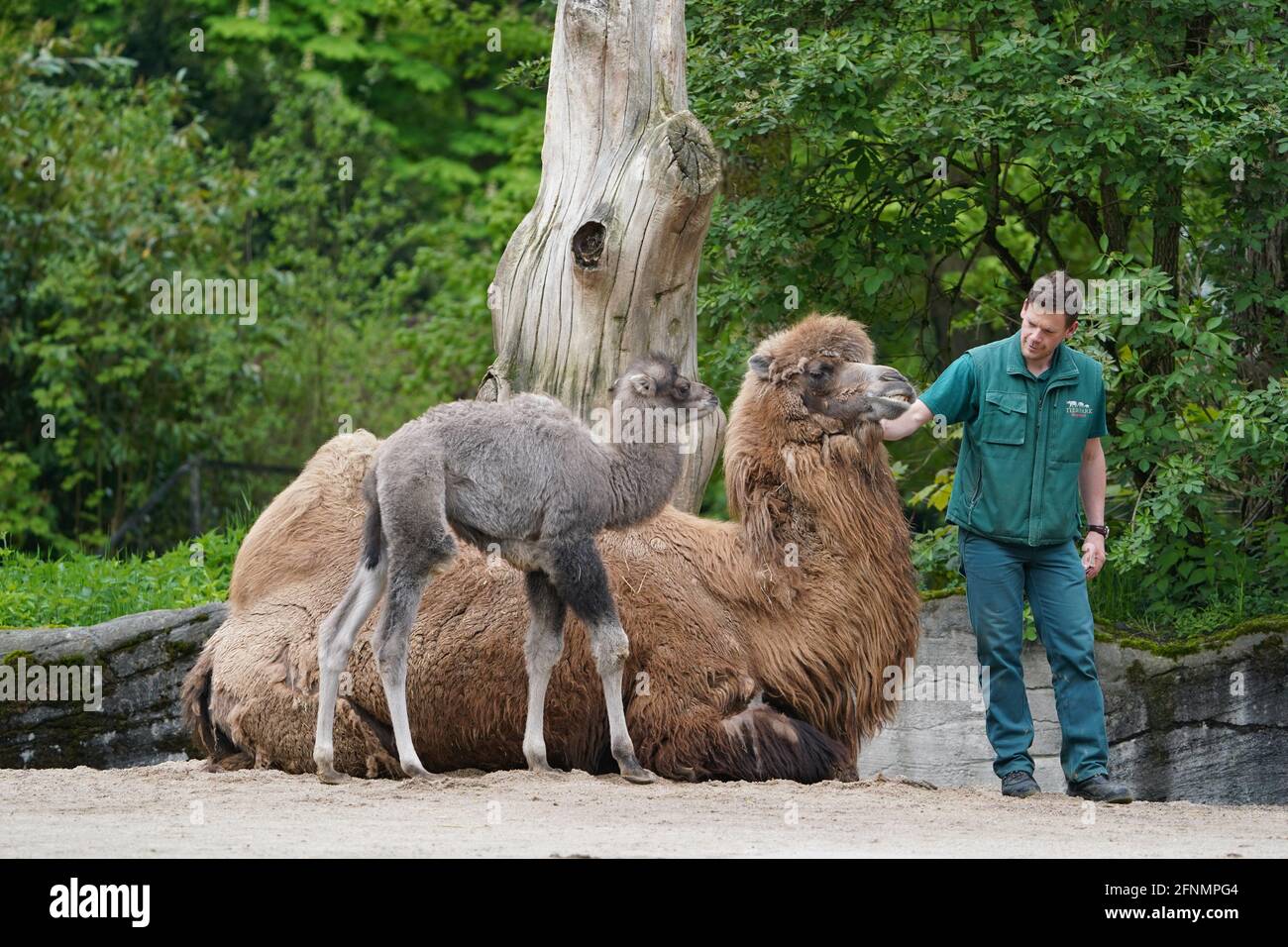 Hamburg, Germany. 18th May, 2021. District animal keeper Benjamin Krüger stands next to baby camel Silke and her mother Samira at Hagenbeck Zoo. The offspring of the Asian camel Samira was born on 2 May. (to dpa 'Cute camel offspring at Hamburg's Hagenbeck Zoo') Credit: Marcus Brandt/dpa/Alamy Live News Stock Photo