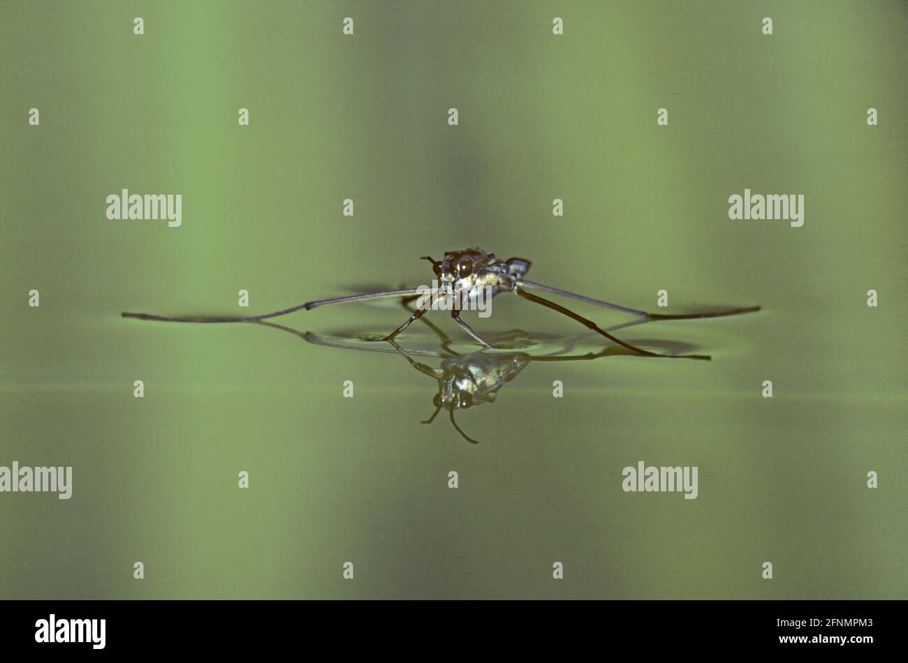 Pond Skater Essex, UK IN000875 Stock Photo