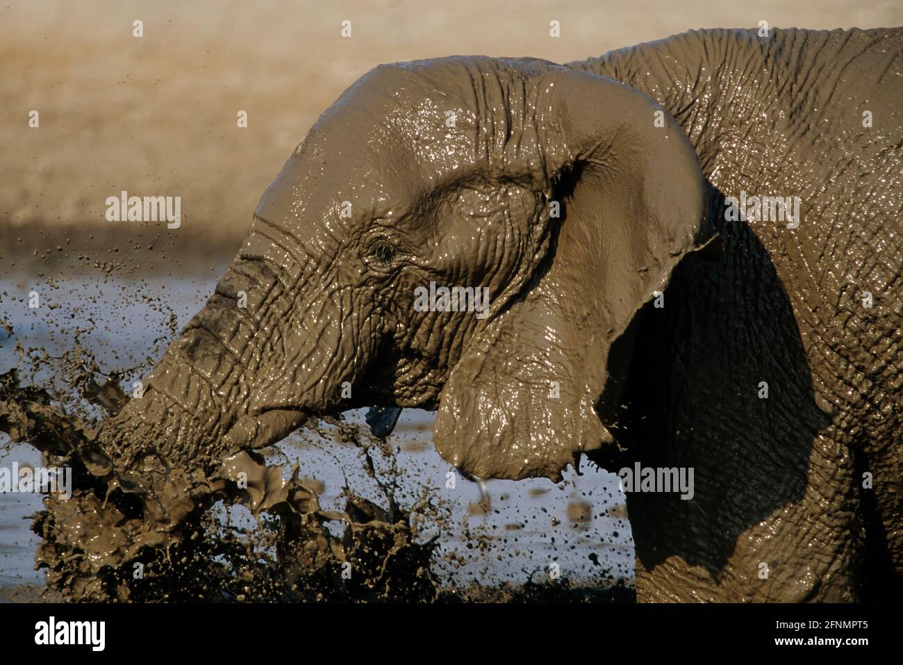 African Elephant - In muddy waterhole Loxodonta africana Etosha National Park, Namibia MA000036 Stock Photo