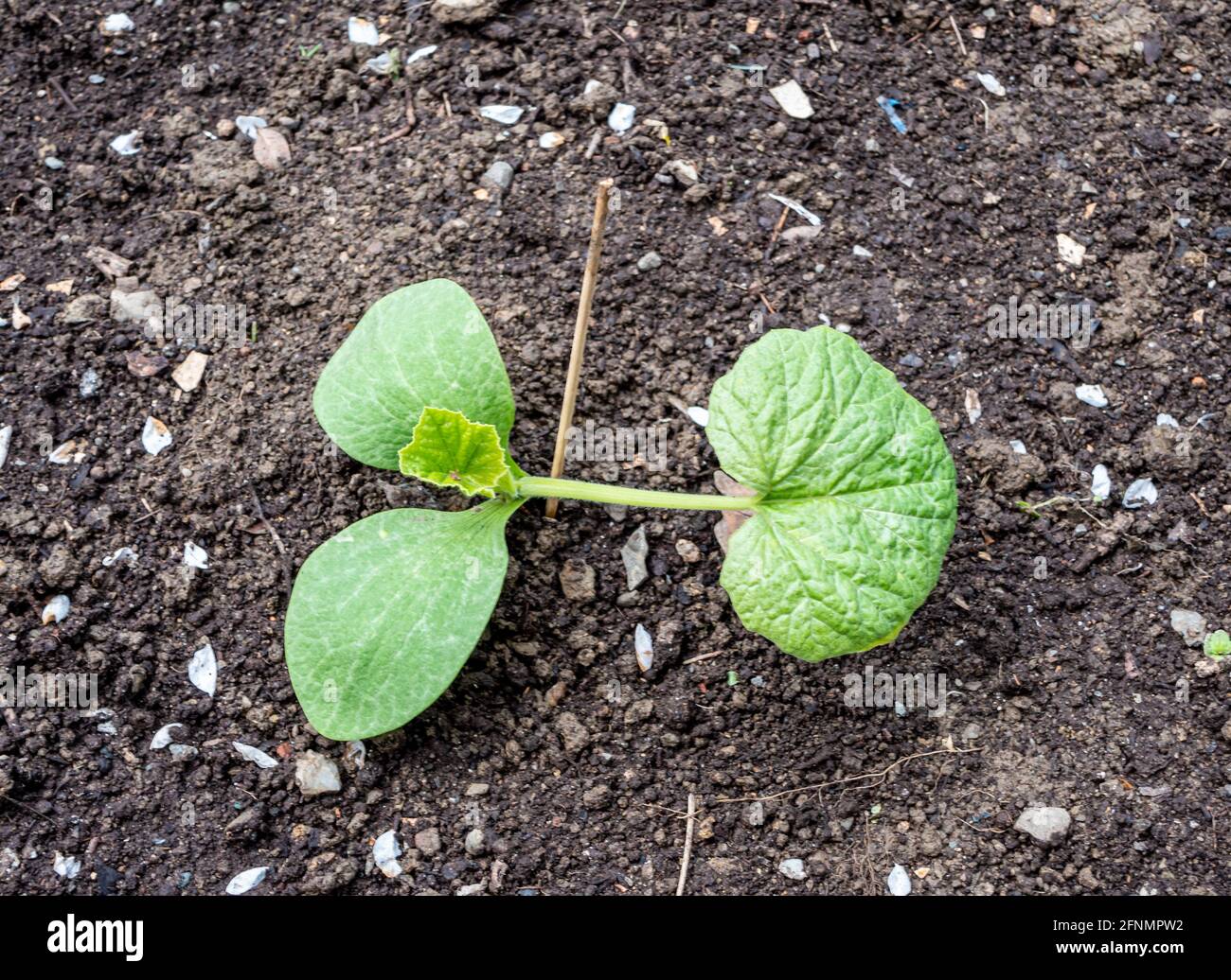 Young pumpkin plant in the bed Stock Photo