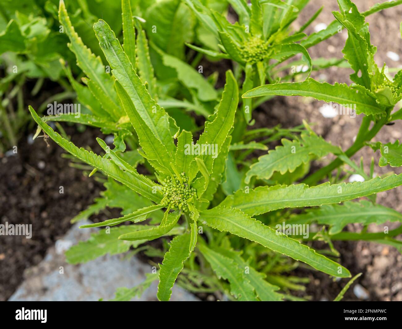 Horseradish plant hires stock photography and images Alamy