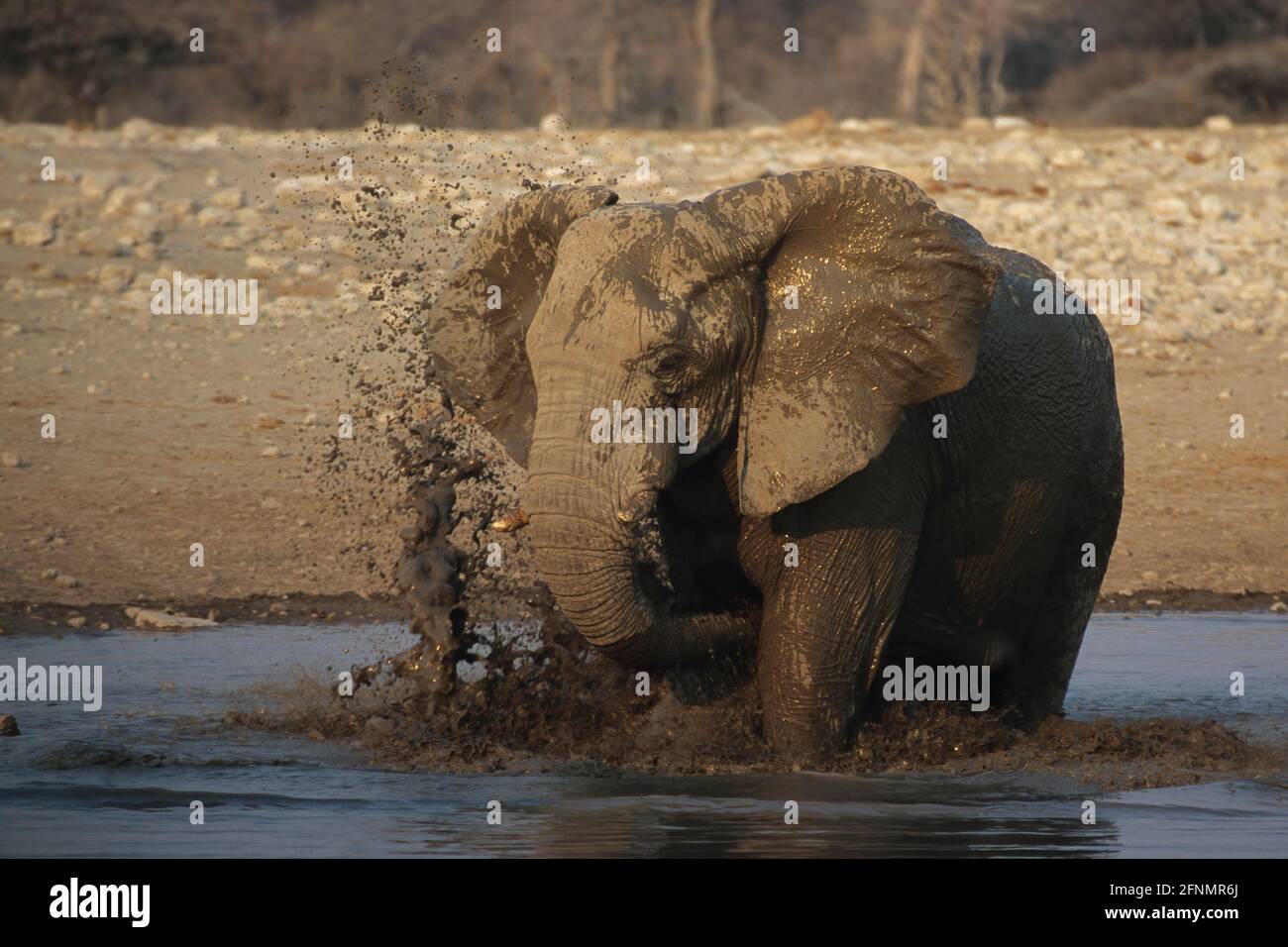 African Elephant - In muddy waterhole Loxodonta africana Etosha National Park, Namibia MA000573 Stock Photo
