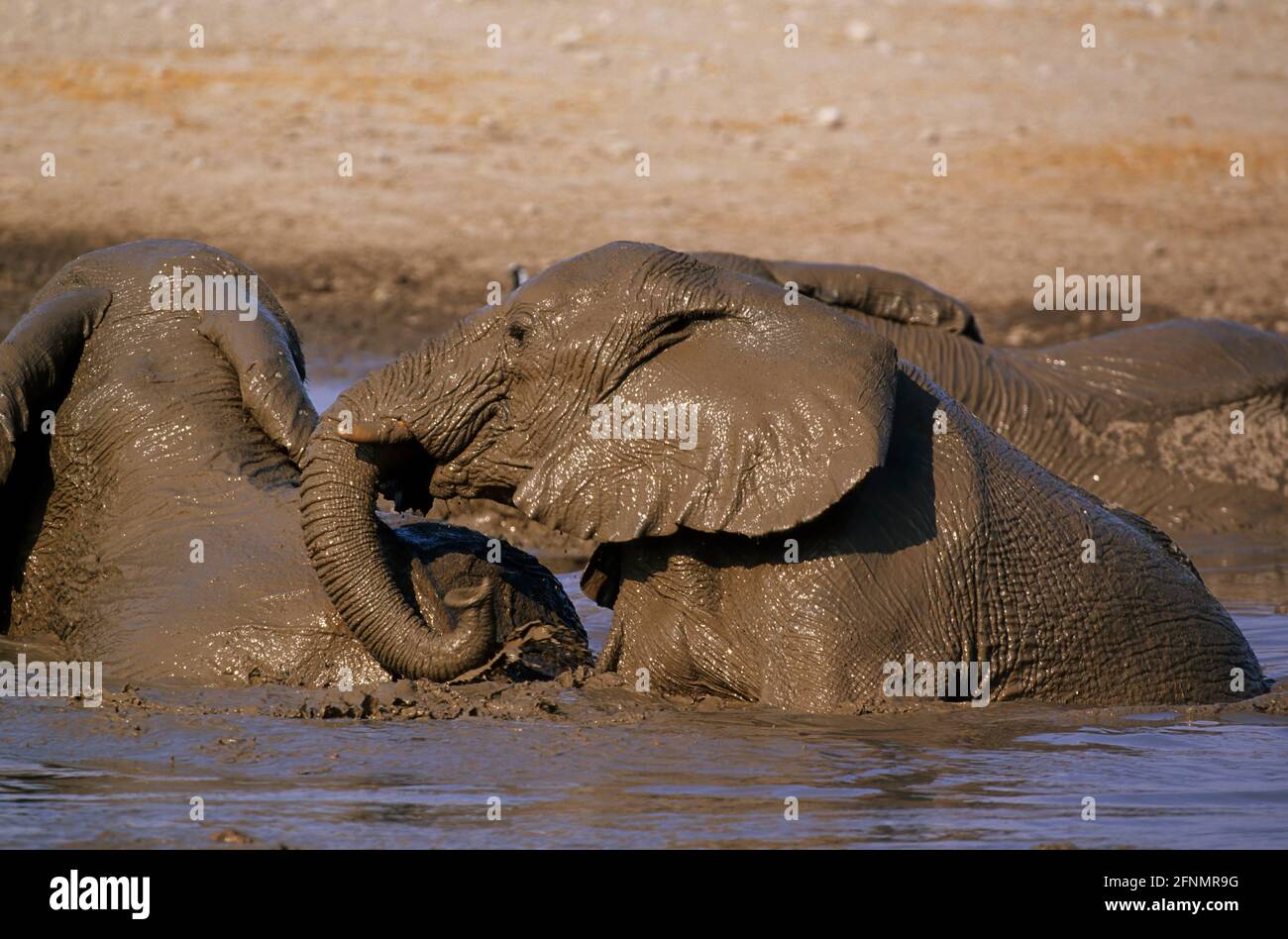 African Elephant - In muddy waterhole Loxodonta africana Etosha National Park, Namibia MA000576 Stock Photo