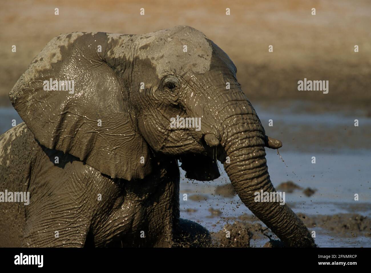 African Elephant - In muddy waterhole Loxodonta africana Etosha National Park, Namibia MA000581 Stock Photo