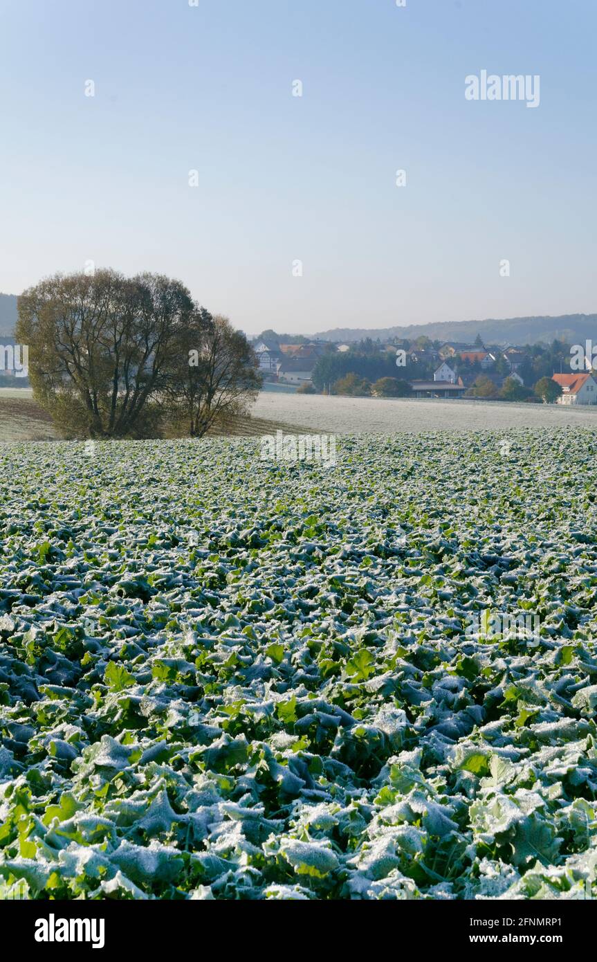 Siberian kale (Brassica napus pabularia) crop covered in hoarfrost which makes the taste more peppery, Lower Saxony, Germany, October. Stock Photo