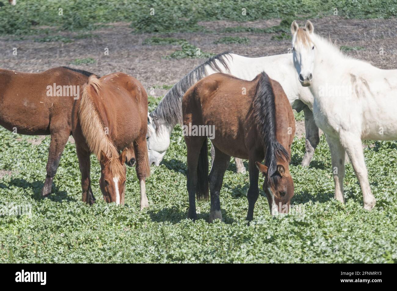 Group chestnut white horses hi-res stock photography and images - Alamy