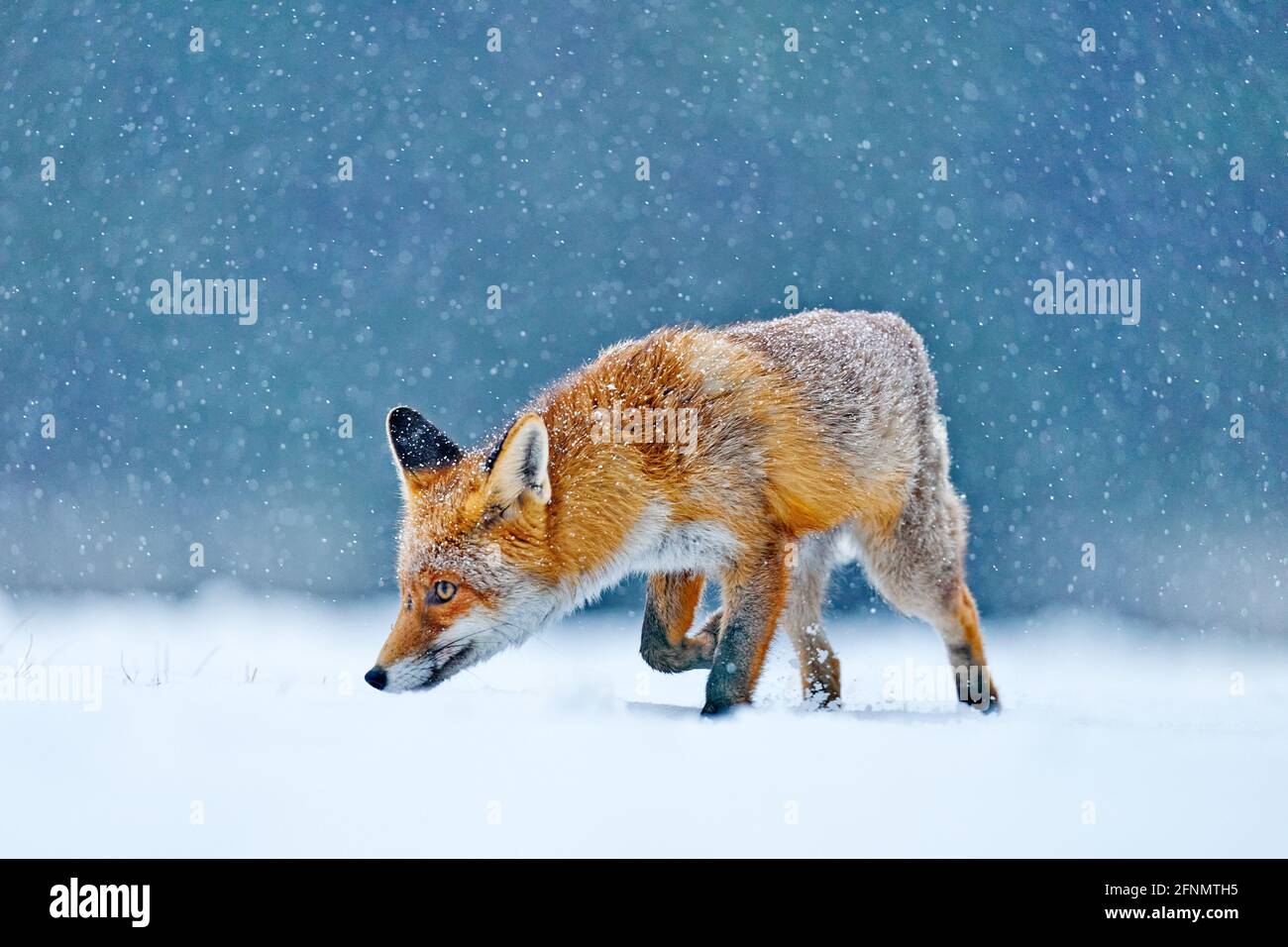 Red Fox hunting, Vulpes vulpes, wildlife scene from Europe. Orange fur coat animal in the nature habitat. Fox on the winter forest meadow, with white Stock Photo