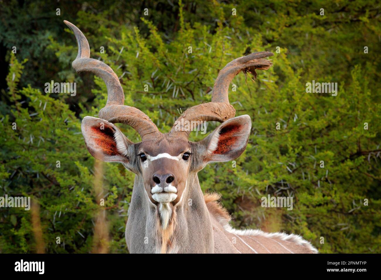 Kudu, Tragelaphus strepsiceros,  handsome antelope with spiral horns. Animal in the green meadow habitat, Okavango delta, Moremi, Botswana. Big kudu i Stock Photo