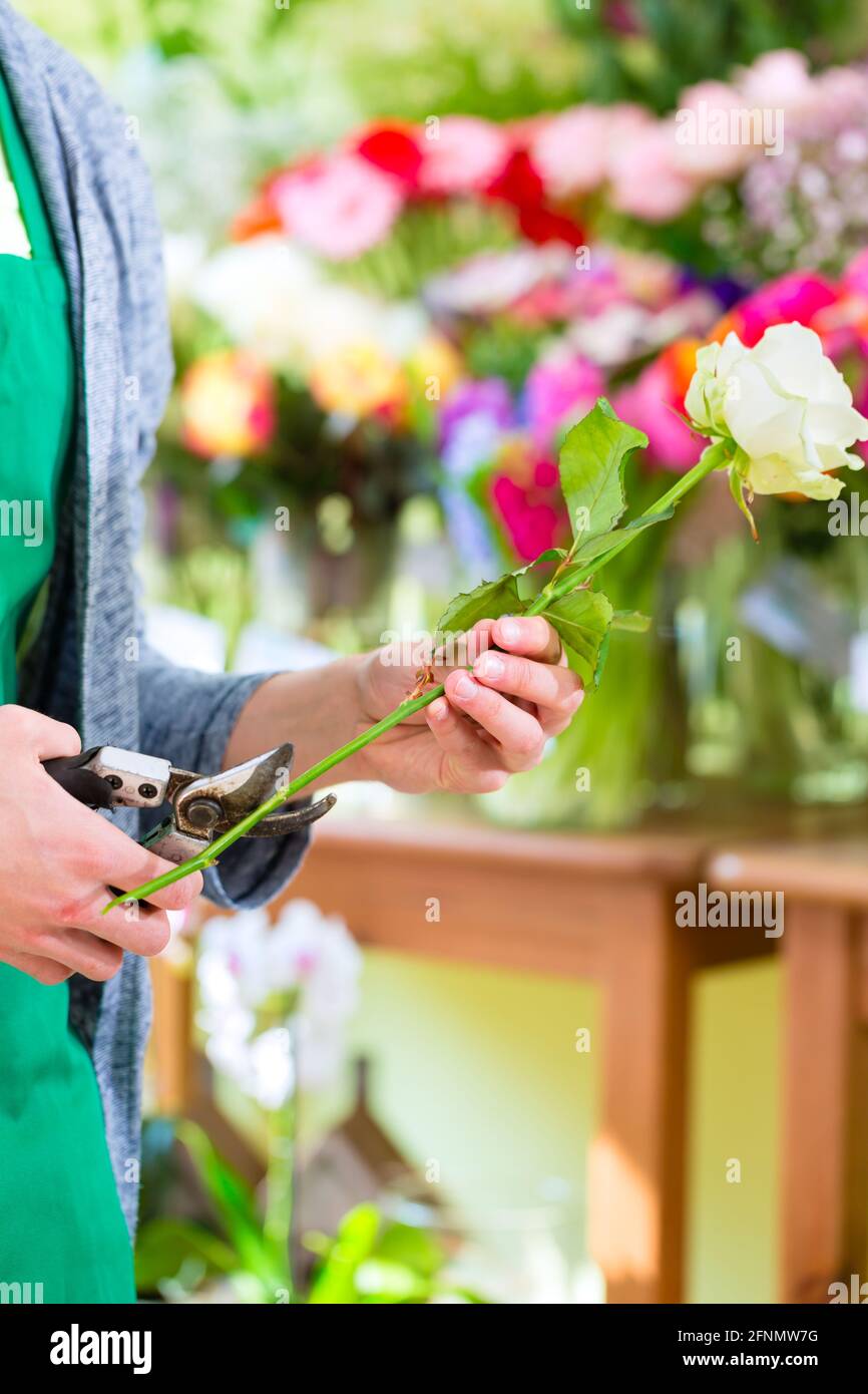 Young handsome florist cutting rose with tongs in shop Stock Photo