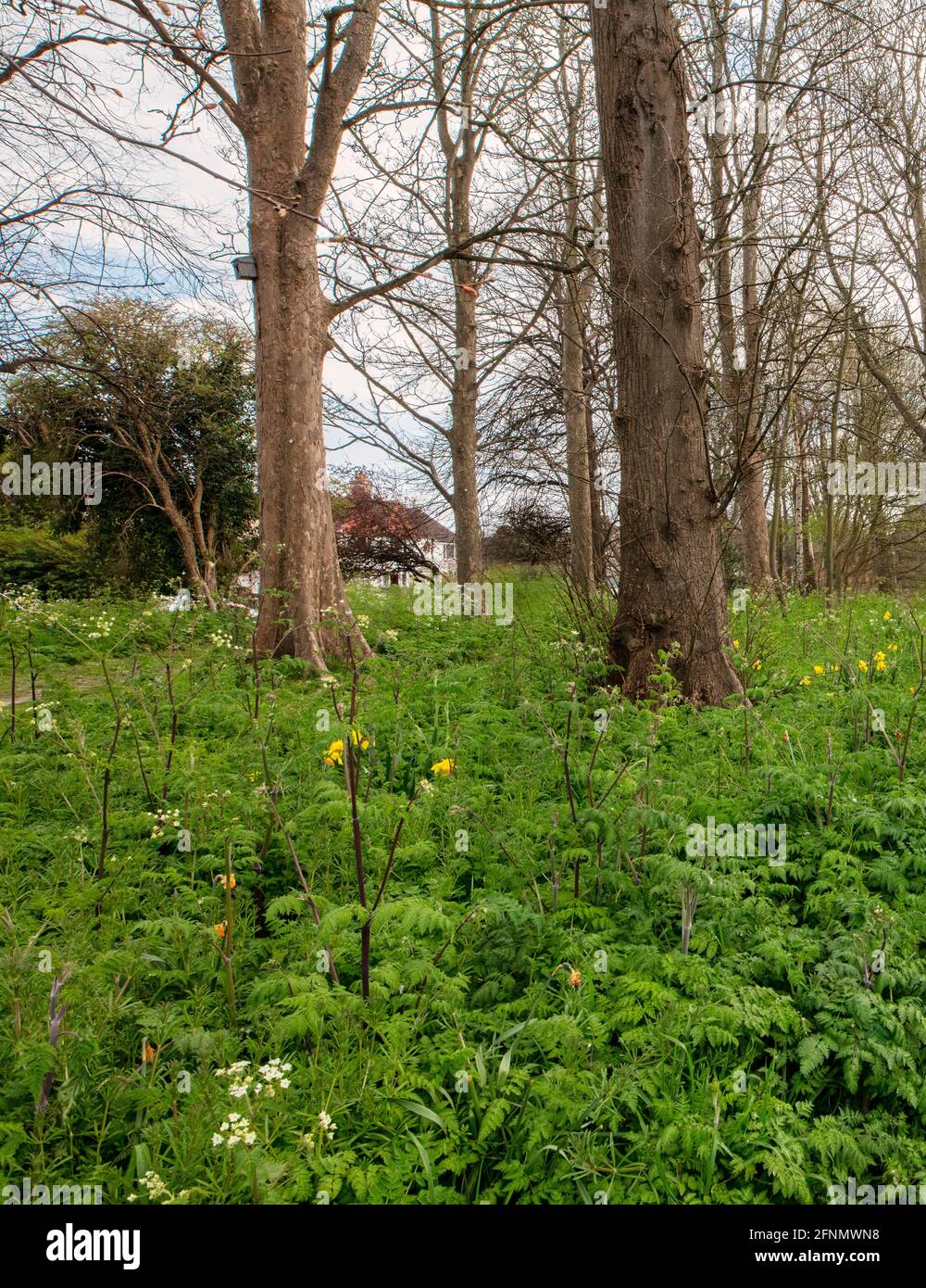 Lobb's Wood, Littlehampton, West Sussex; a pocket park full of cow parsley and maintained by Arun District Council Stock Photo