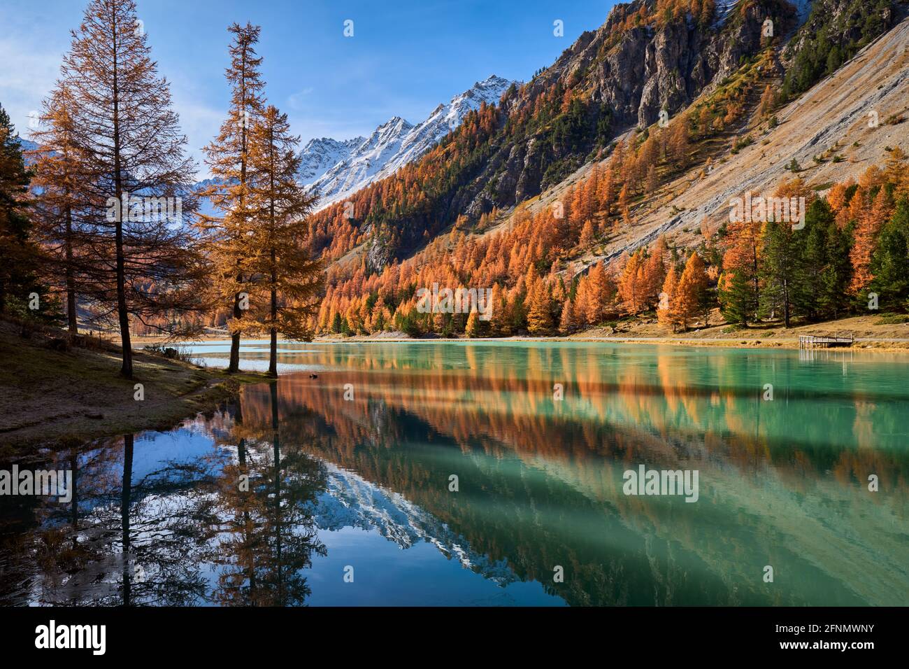 Orceyrette Lake in Autumn with golden larch trees. Briancon Region in the Hautes-Alpes. Southern French Alps, France Stock Photo