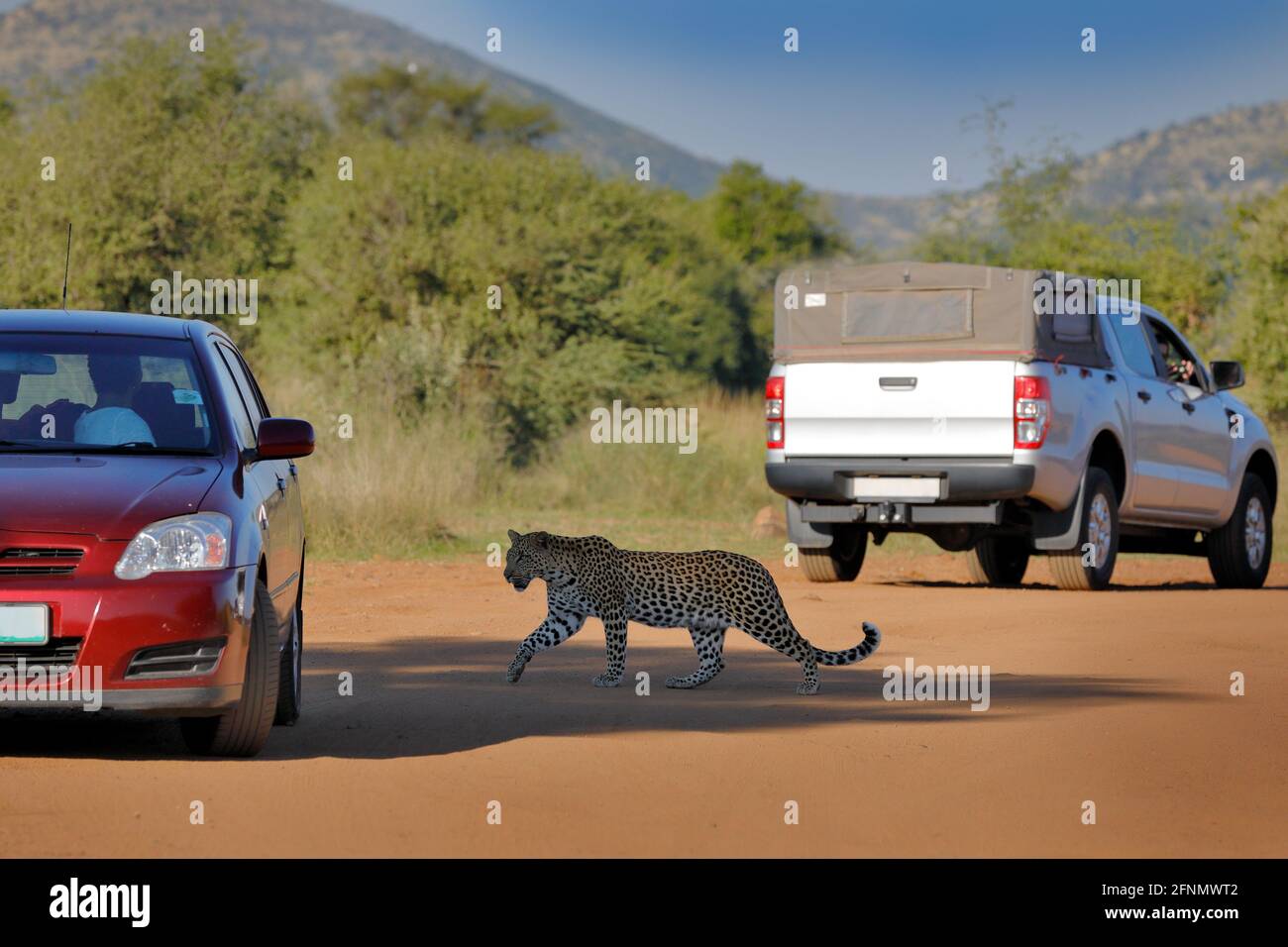 Leopard between the cars on the African safari, summer day in Kruger NP in South Africa. Big cat with people, danger situation in the wild nature. Wil Stock Photo