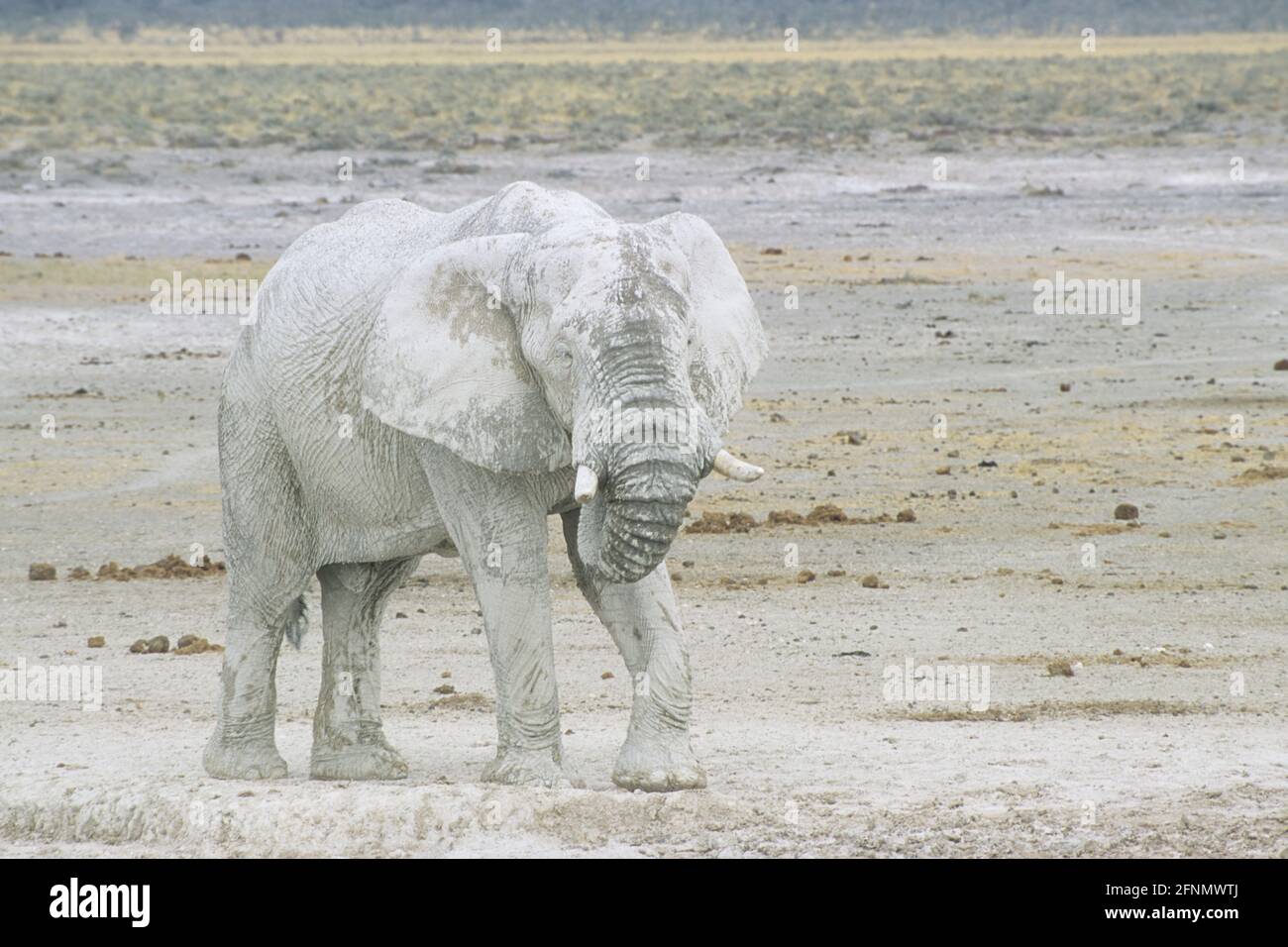 African 'white elephant' coats himself in clay and mud to keep cool in heat  of savannah